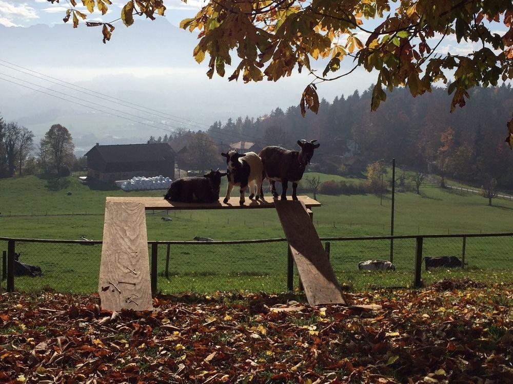 Landgasthof Santisblick Hotel Abtwil Exterior foto